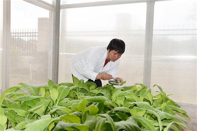 福建省局(公司):绿色防控技术服务烟区大农业