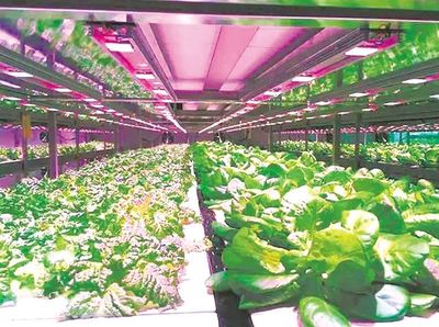 蔬菜工厂“造” 实现智能化