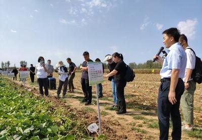 2022年第六届北京市优质甘薯推介会在密云举行