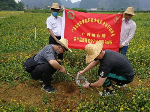 广西热作所农产品质量安全产业科技先锋队到马山县开展科技服务