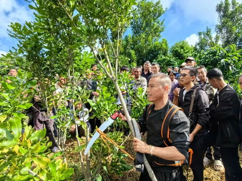 临沧发展高原特色农业,把 土 优势转变成大产业