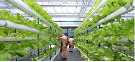 农致富,一家以科技创新为驱动力的农业科技公司