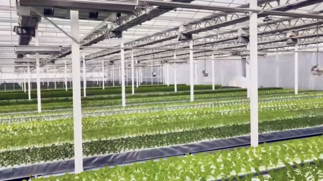 新疆库车:植物工厂让农民变身“科技农人”