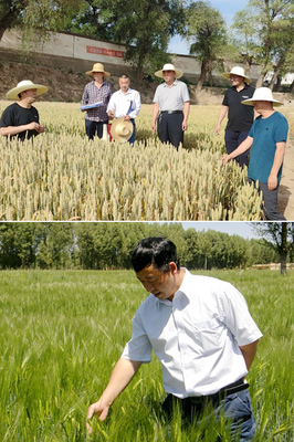 【社会服务纪实】农学院党委抓党建促乡村振兴纪实-甘肃农业大学