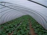 玻璃温室当选京丰温室大棚建设|承德温室大棚-石家庄京丰农业科技提供玻璃温室当选京丰温室大棚建设|承德温室大棚的相关介绍、产品、服务、图片、价格养殖大棚、温室大棚建设、大棚设计安装、蔬菜大棚建设、智能温室大棚建设、大棚骨架建设、