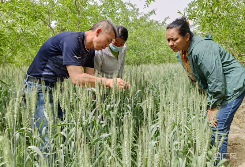 若羌:科技服务团下乡开出小麦增产“良方”
