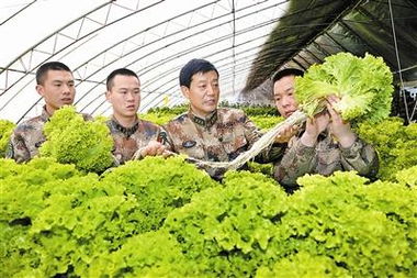 总后农副业科技服务站建现代农场 丰富 菜篮子