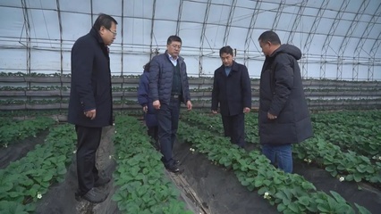 应对雨雪冰冻天气:专家入户协助做好农业防寒指导