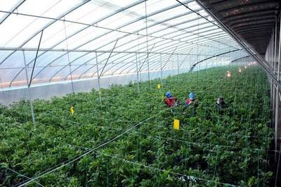 国网黄骅市供电公司:心系菜农送服务 保障市民“菜篮子”