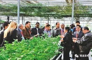 注意 接到这个电话不要挂,您已被选为 杨凌的代言人