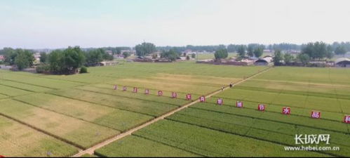 到2022年 河北农业科技进步贡献率超61.5