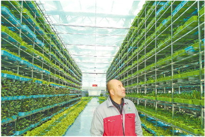 工厂化生产 蔬菜“住”上十层“楼”