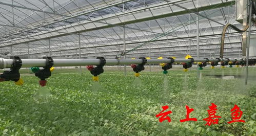 学习强国 嘉鱼科技赋能蔬菜大县 加速跑