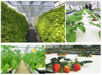 植物空间城幸福百姓安居乐业 新农业变革生活