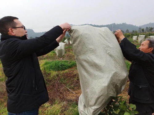 衢州寒潮这场雪,你见了吗