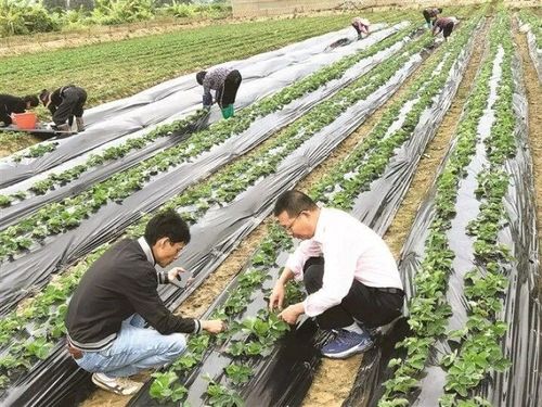 科特派二十年 镇海农技服务 老黄牛 吴水祥凤凰网宁波