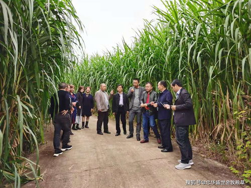 乡村振兴,要关注 人畜争粮 的矛盾