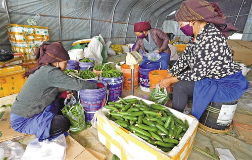 让乡村产业搭上电商快车