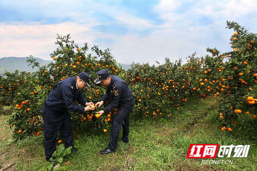 组图丨长沙海关优服务助力特色农产品柑橘出口