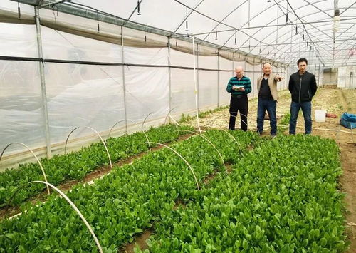 贺州这里的农业科技大显身手,农产品直供粤港澳餐桌