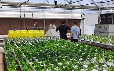 天水市农业农村局组织“三区”科技人才开展科技服务指导蔬菜生产(图)