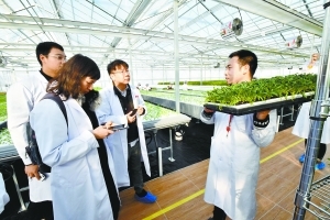 走进绿色植物工厂 亲密接触水培蔬菜