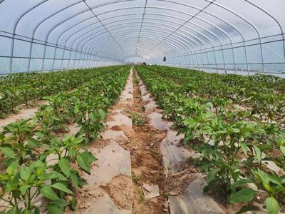 彭阳农业农村局和县科协联合开展农业科技志愿者科普宣传活动