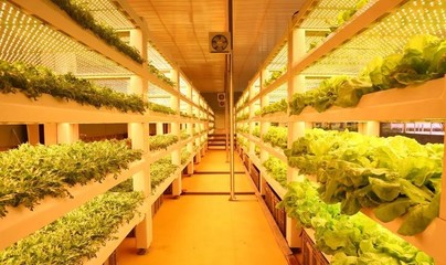 现代农业科技无土栽培模式有哪些?基质无土栽培、工厂化叶菜水培.