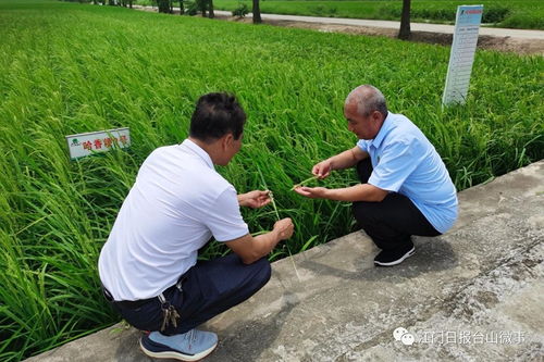 北大荒 进驻 广东第一田 在台山打造现代农业示范基地