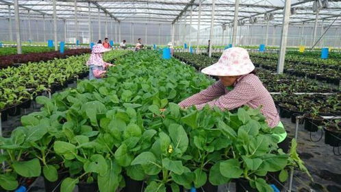 开创农业新形势的新农人