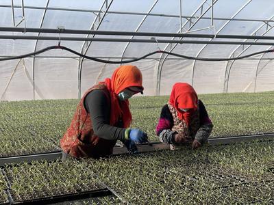 智慧农业好春景!吴忠市农业新质生产力魅力尽显