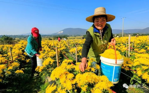 支持 合作 共赢 庐江,一封来自安徽农业大学的感谢信
