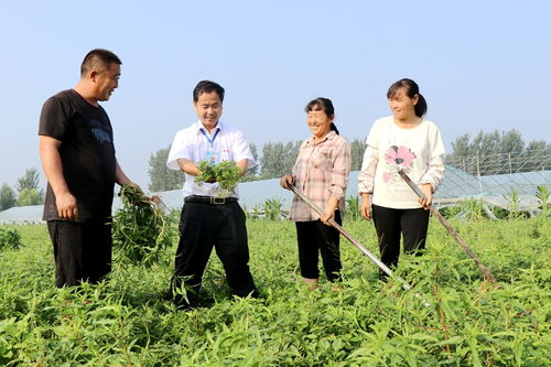 谯城区牛集镇 志愿服务到田间 农业科技送地头