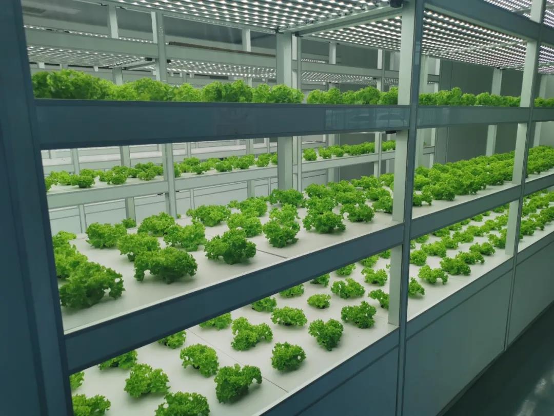 南通市首个全电智慧植物工厂满满科技范儿