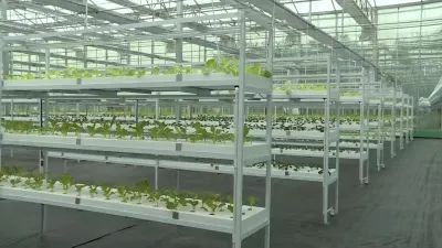 全省绿色蔬菜产业高质量发展现场推进会在响水召开!附评论.