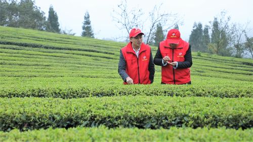 中国农学会科技志愿服务修文野猴肴生态农业科普兴农分队活动在修文县举行