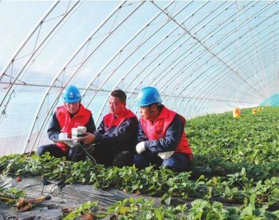 保障"全电大棚"稳定用电 助力智慧农业好"丰"景