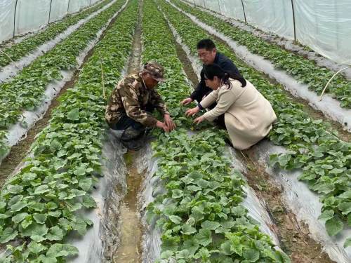 鱼台 开展香瓜种植直通式气象服务
