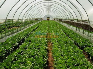 百色温室大棚 温室大棚造价是多少