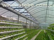 【供应圣骑士F1芦笋种子价格】圣骑士F1芦笋种子,价格,厂家,供应商,其他农业,曹县华东芦笋科技服务 - 产品库 - 阿土伯交易网