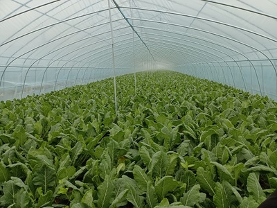 朱巷镇:用好集体经济“三法宝”,助力乡村振兴开新局