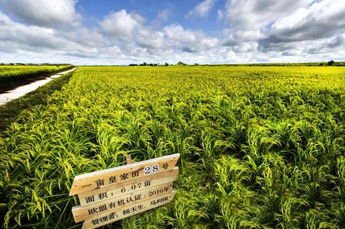 第二届中国 黑龙江国际大米节黑龙江优质大米品牌网络评选活动开启 快为金禾投票吧