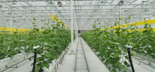 海尔卡奥斯 如何用工业的方式服务农业