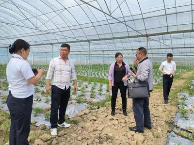 独山紫林山国家森林公园管理处 组织相关部门到广州黔港农业发展基长辣椒产业种植基地开展服务工作