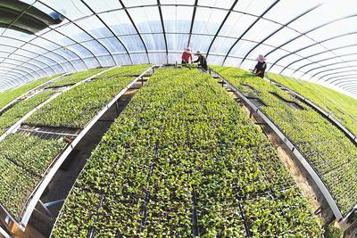 河北乐亭:新技术新服务新产品助农增收