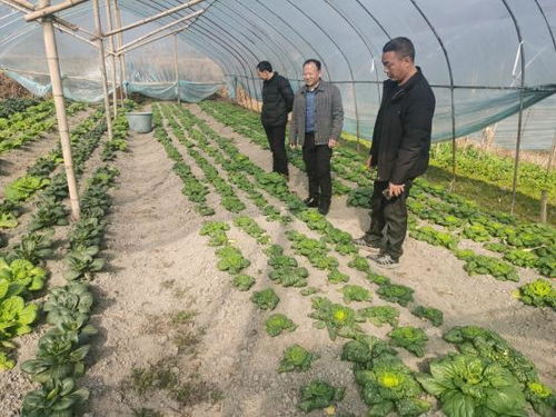 宣城旌德 绿意盎然绘就丰收画卷