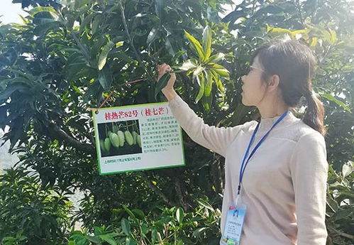 深耕芒果研究,百色学院这两项数据跻身国内行业领域前列