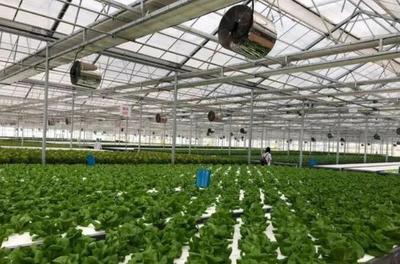 补贴上百万!数字农业工厂:智能化、自动化的农业生产新模式