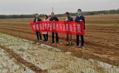 河南省蔬菜产业科技特派员服务团赴民权县开展科技服务