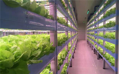 智能”农业怎么发展?看日本玩转“智能”农业!